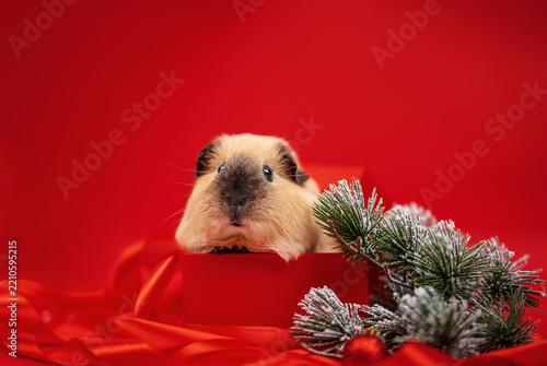 Guinea Pig in Gift Box with Pine Branch on Red Background