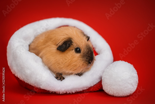 Guinea Pig Sitting in Santa Hat on Red Christmas Background