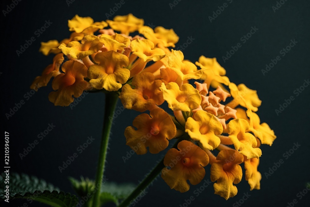 Fototapeta premium Close up macro shot of bright yellow lantana flowers. Small orange blossoms bloom on green stem against dark background. Tropical summer flora grows in garden. Beautiful nature plant details show