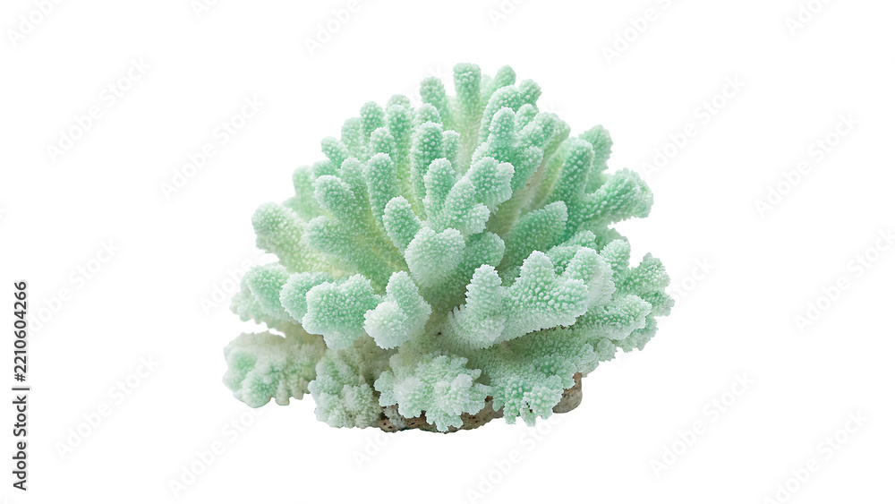Fototapeta premium Single fresh green sea coral piece underwater ocean reef fauna isolated on transparent background