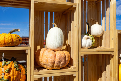 Bright pumpkins arranged together on a farm display, creating a colorful autumn harvest scene with a rustic countryside feel.