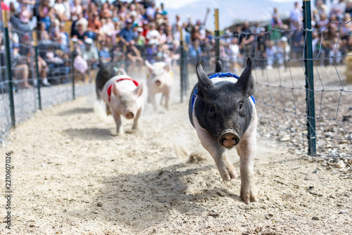 Playful pigs racing outdoors on a farm, running along a track during a fun agricultural event with an excited and entertaining countryside atmosphere.