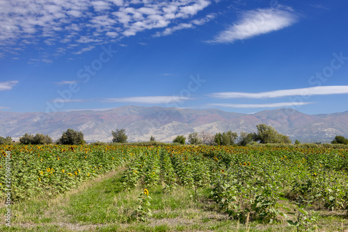 Beautiful sunflower field in full bloom, filled with bright yellow flowers stretching across a peaceful farm landscape under a clear blue sky.
