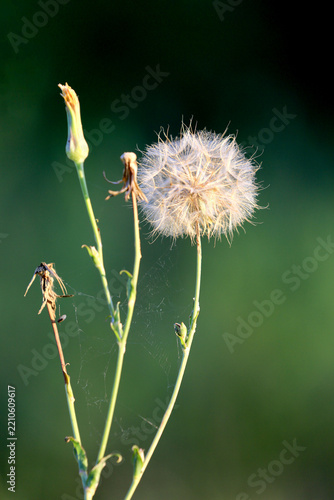 A delicate dandelion seed head with a spider web against a soft blurred green background