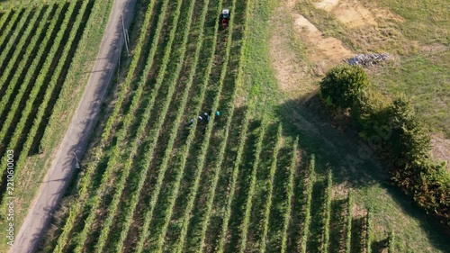Distant Workers harvest grapes in the vineyards of Jurancon, France,