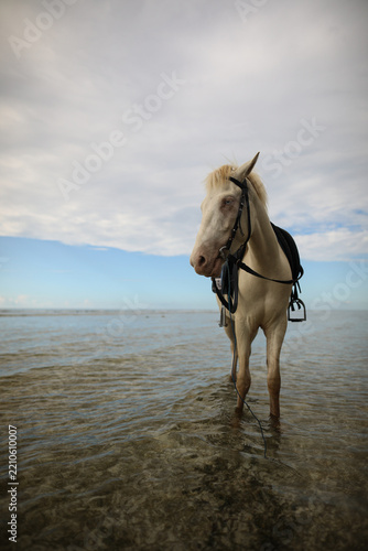 horse on the beach