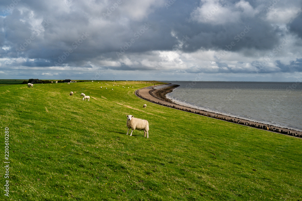 Obraz premium Sheep graze across green pasture. White sheep occupy coastal grassland. Sheep enrich rural landscape. Peaceful sheep suit farm animals.