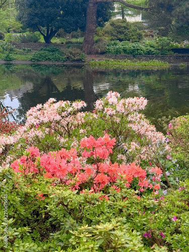 Beautiful flowers near water. Gent, Belgium, spring background