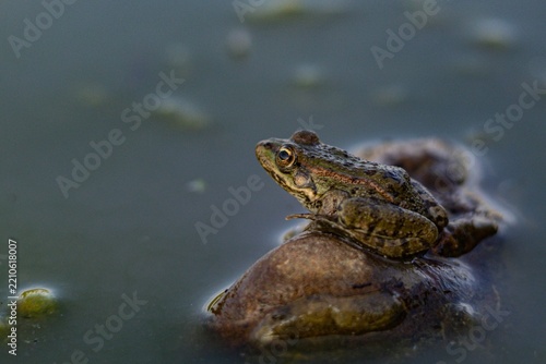 Canvas Print frog in the pond