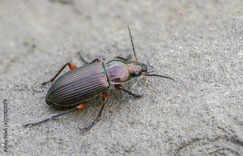 Carabidae, common grave runner, copper-colored grave runner, copper-colored list beetle, coppery shoulder-runner, Poecilus cupreus, beetle, coleoptera, insects, beetles, ground beetles