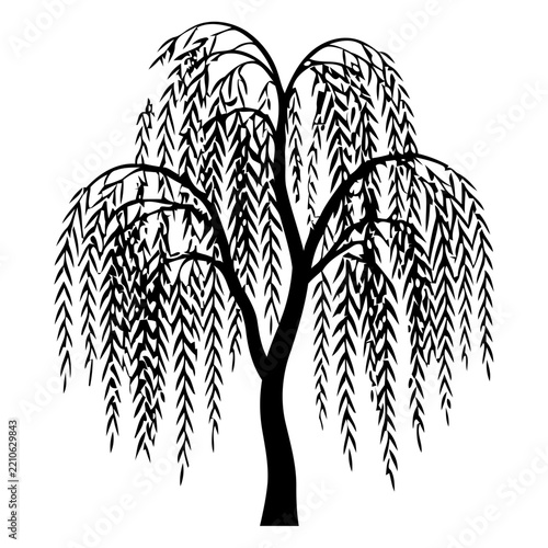 Weeping Willow Tree