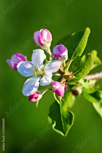 Topaz apple blossom, Switzerland