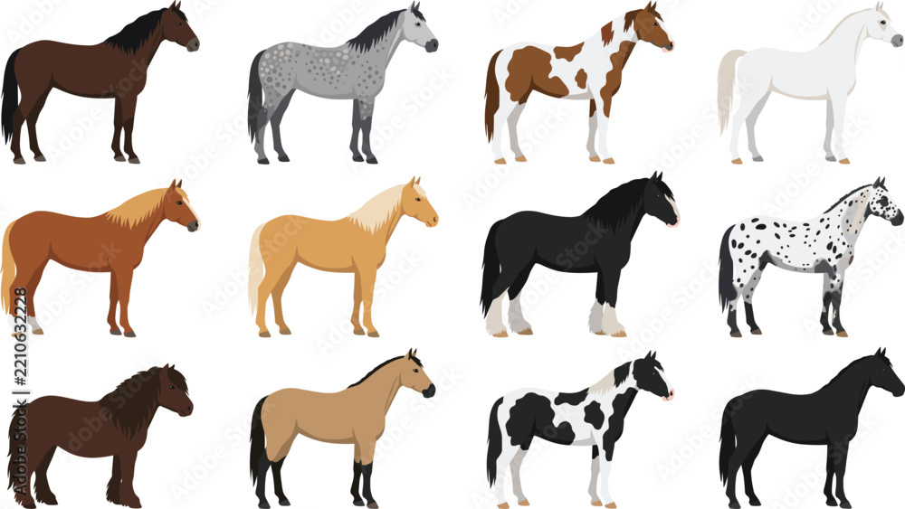 Obraz premium Horse Breed and Color Variation Vector Collection Set for Farm Animal and Equestrian Info Graphics