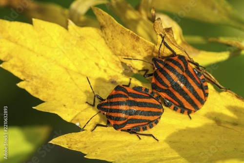 Graphosoma italicum, minstrel bug, striped bug, leaf bugs, insects, bugs