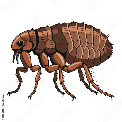 Detailed brown flea insect parasite isolated on white background illustration