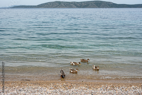 Mallard ducks swimming at Agios Petros beach, Alonissos, Greece