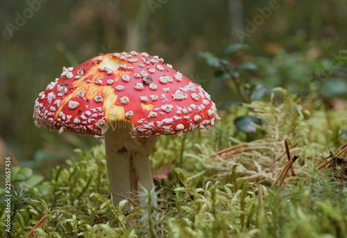 Mushroom growing in the autumn forest. Red fly agaric.