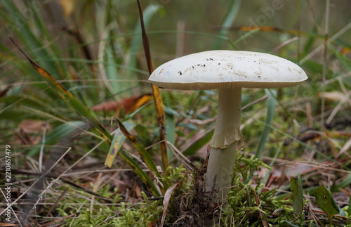 The poisonous, death cap, mushroom grows in the autumn pine forest.