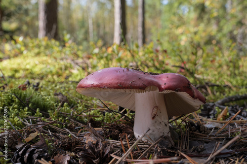 Mushroom growing in the autumn forest.
