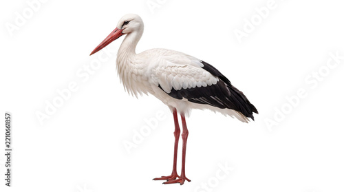 White stork bird standing sideways, red beak isolated on png transparent background
