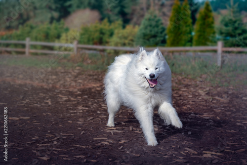 LARGE WHITE COATED SAMOYED DOG RUNNING ON A WOOD CHIP TRAIL AT THE OFF LEASH AREA AT MARYMOOR PARK IN REDMOND WASHINGTON