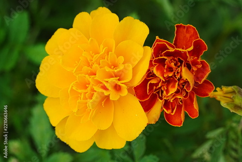 Bright Marigold Flowers in Bloom Close Up