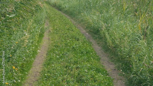 Curving Rural Road with Tire Tracks and Swaying Green Susuki Grass
