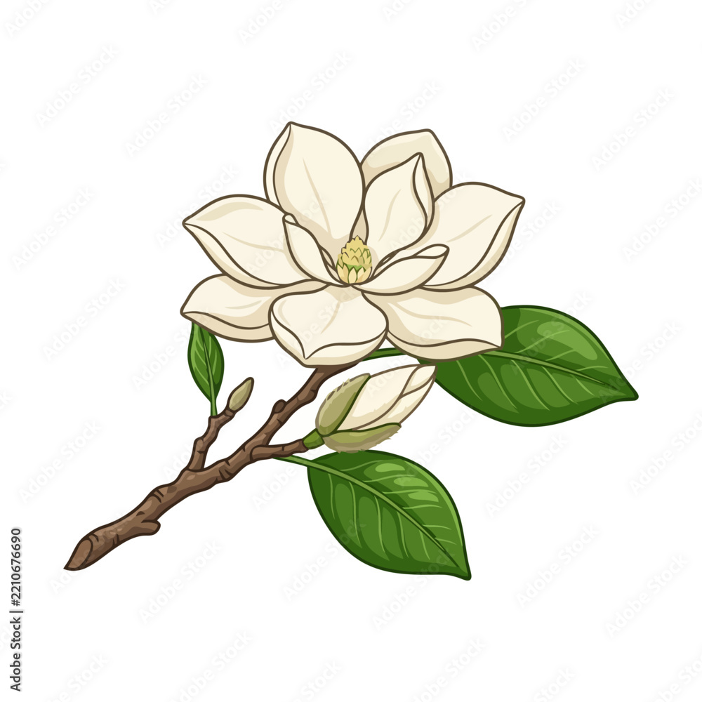 Obraz premium Elegant white magnolia flower with green leaves on branch in bloom.