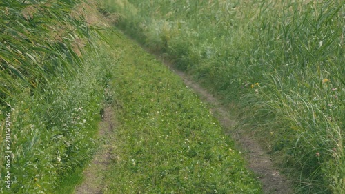 Curving Rural Road with Tire Tracks and Swaying Green Susuki Grass
