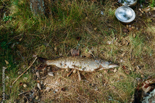 Fresh Fish Lying on Grass Near a Cooking Pot in the Forest