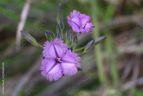 Western Australian native fringed lily in full flower