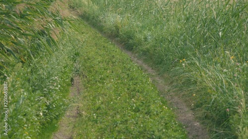 Curving Rural Road with Tire Tracks and Swaying Green Susuki Grass
