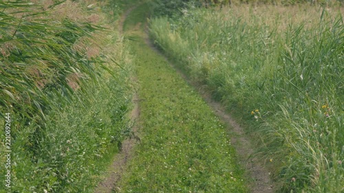 Curving Rural Road with Tire Tracks and Swaying Green Susuki Grass
