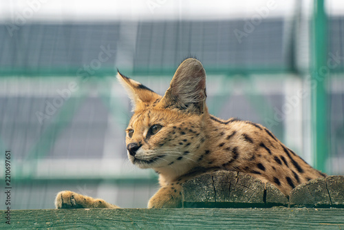 Spotted serval resting on a wooden platform in an enclosure, expressive look, large ears, African wild cat