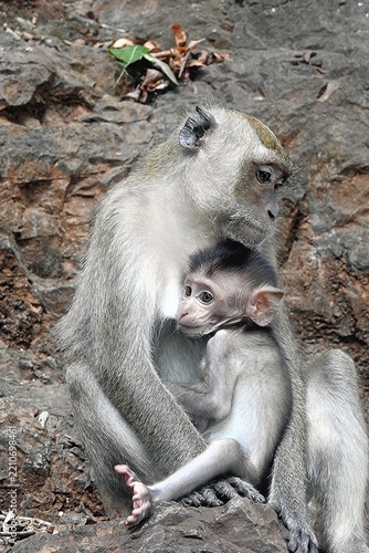 Macaque with its young, Tiger Temple, Krabi Province, Thailand
