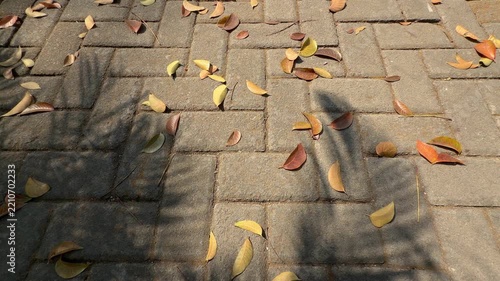 Sunlight Shadow with Dry Leaves on Paving Block Walkway