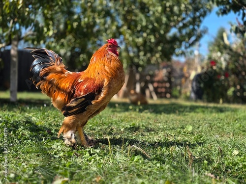 Rooster in the garden in the farm