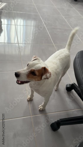 White Dog with Brown Face Standing Beside Office Chair