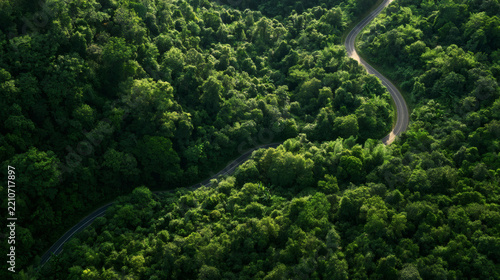 Aerial view of a winding asphalt road curving through dense green forest, with warm sunlight highlighting the trees and creating a peaceful natural landscape.