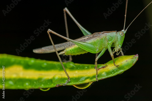 Obraz na płótnie grasshopper on a leaf