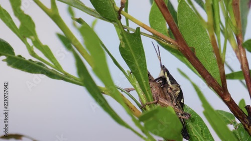Grasshopper insect eating green leaves on plant