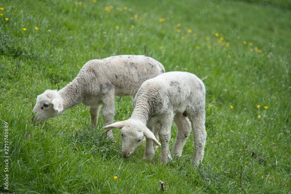 Fototapeta premium Two young lambs are enjoying the fresh meadow.