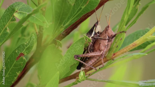 Pair of grasshoppers mating on a green leaf