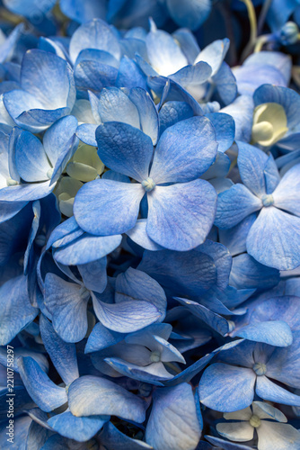 Close up of blue hydrangea petals, floral texture
