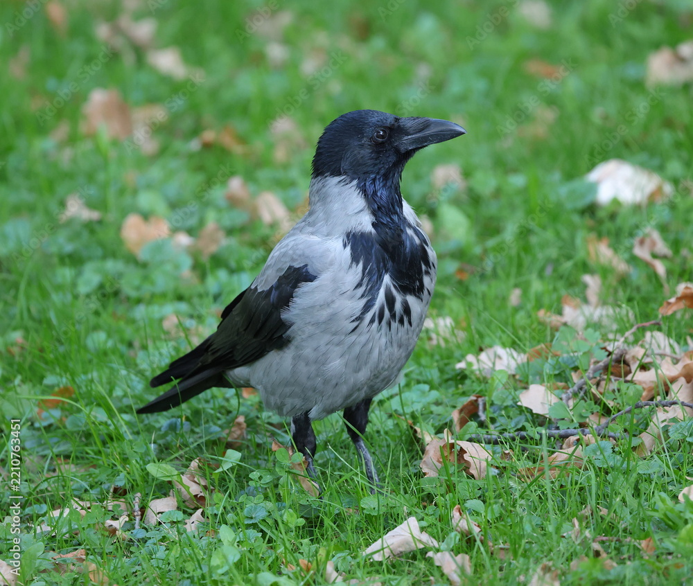 Obraz premium The crow is standing in the grass of the lawn among the fallen leaves