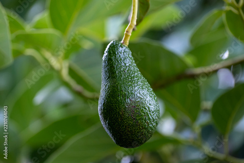 Avocado fruit