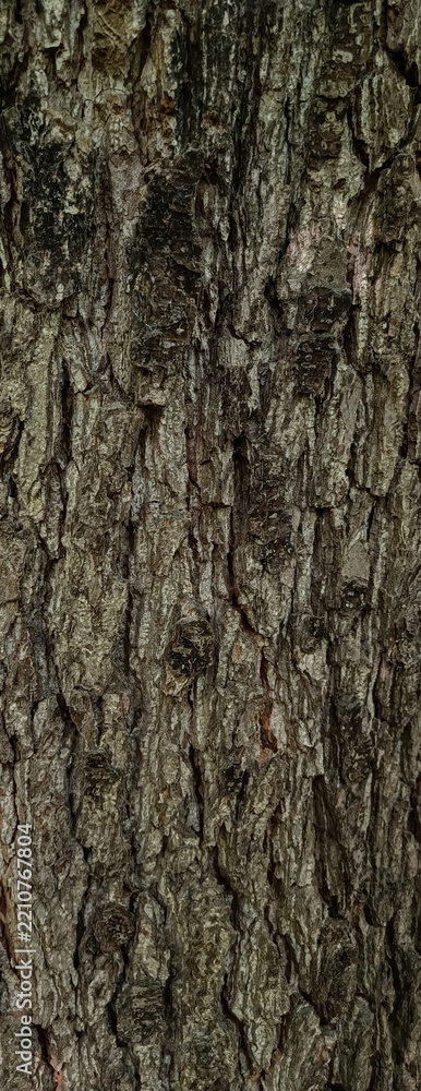 Obraz premium Close up shot of natural rough black alder alnus glutinosa tree bark texture with deep cracks and detailed wooden surface background for design concept