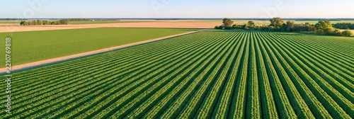 Panel kuchenny z motywem Aerial view of soy fields in argentine pampas with neat green rows and dirt path