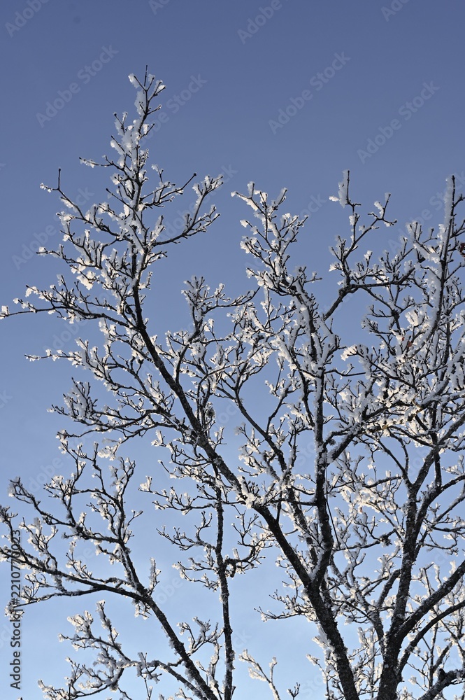 Obraz premium tree branches against blue sky