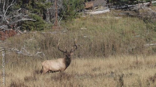 Bull Elk During the Rut in Autumn in Grand Teton National Park Wyoming